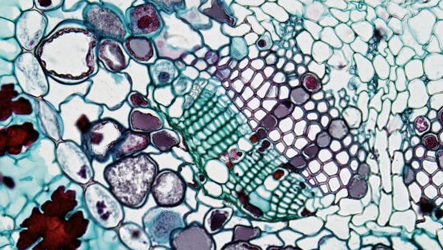 Advanced holistic stem cell therapy consultation